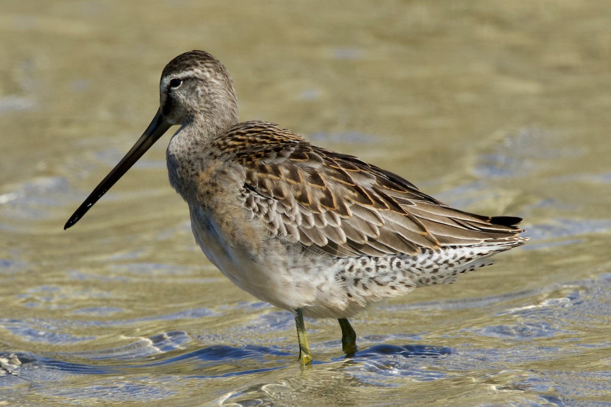 Short-billed/Long-billed Dowitcher - ML642894972