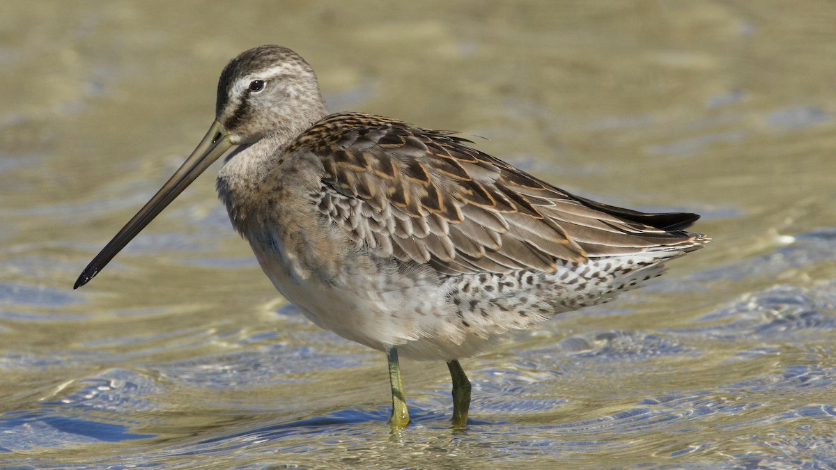 Short-billed/Long-billed Dowitcher - ML642894974