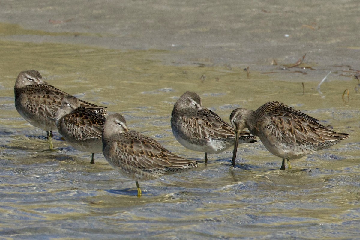 Short-billed/Long-billed Dowitcher - ML642894975