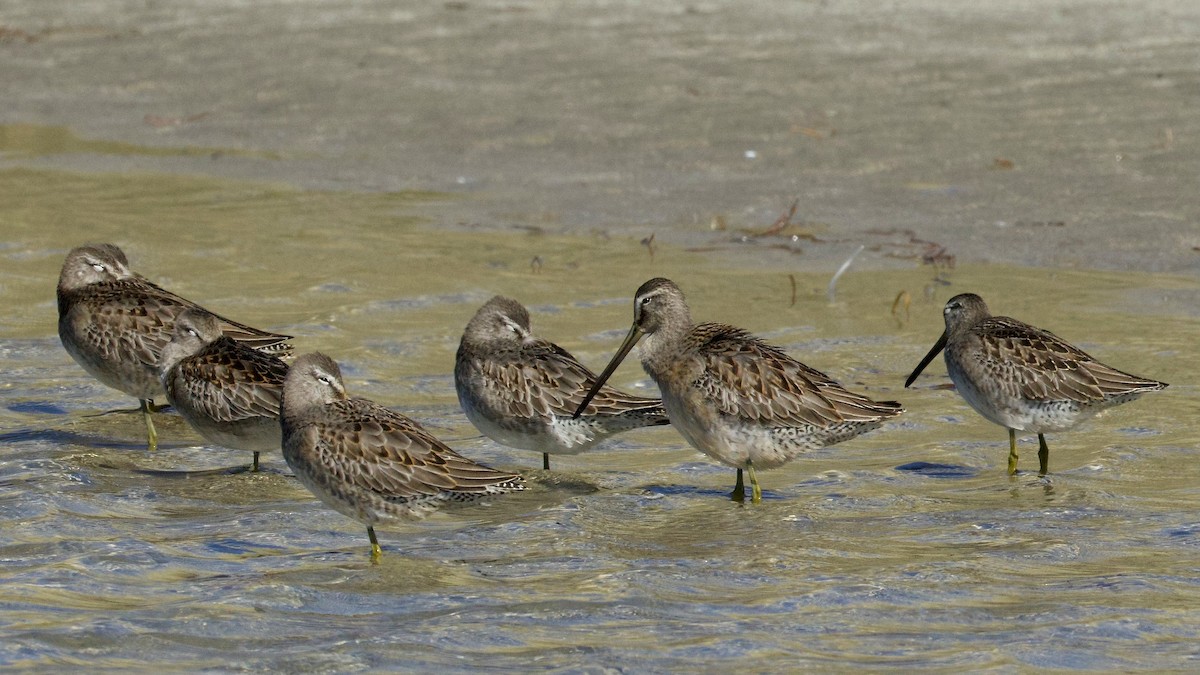 Short-billed/Long-billed Dowitcher - ML642894976