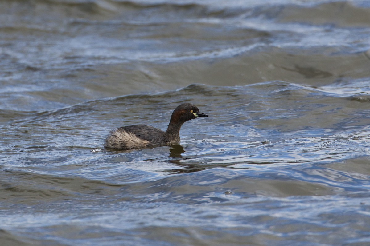 Australasian Grebe - ML642894980