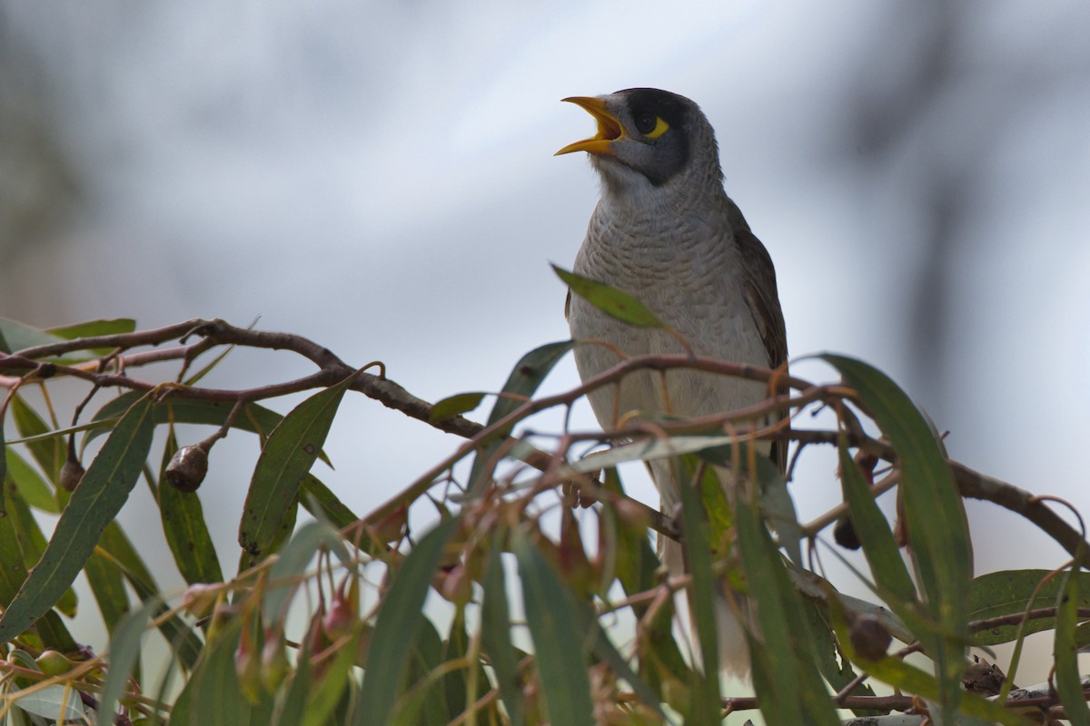 Noisy Miner - ML642894983