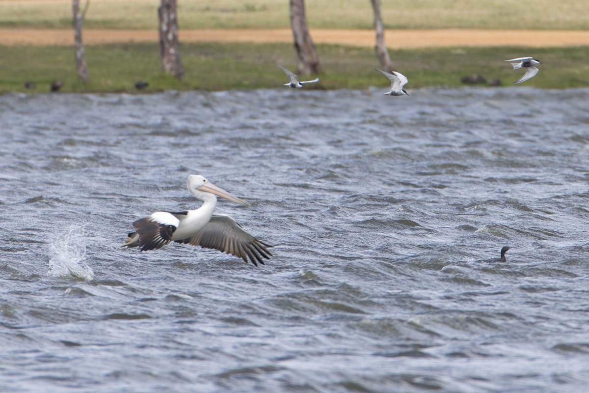 Australian Pelican - ML642894986