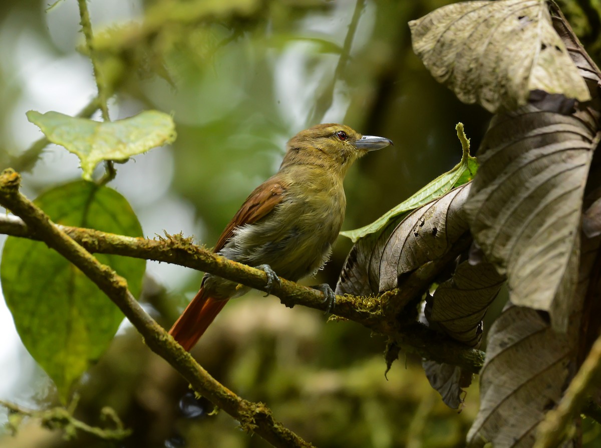 Russet Antshrike - ML642894988