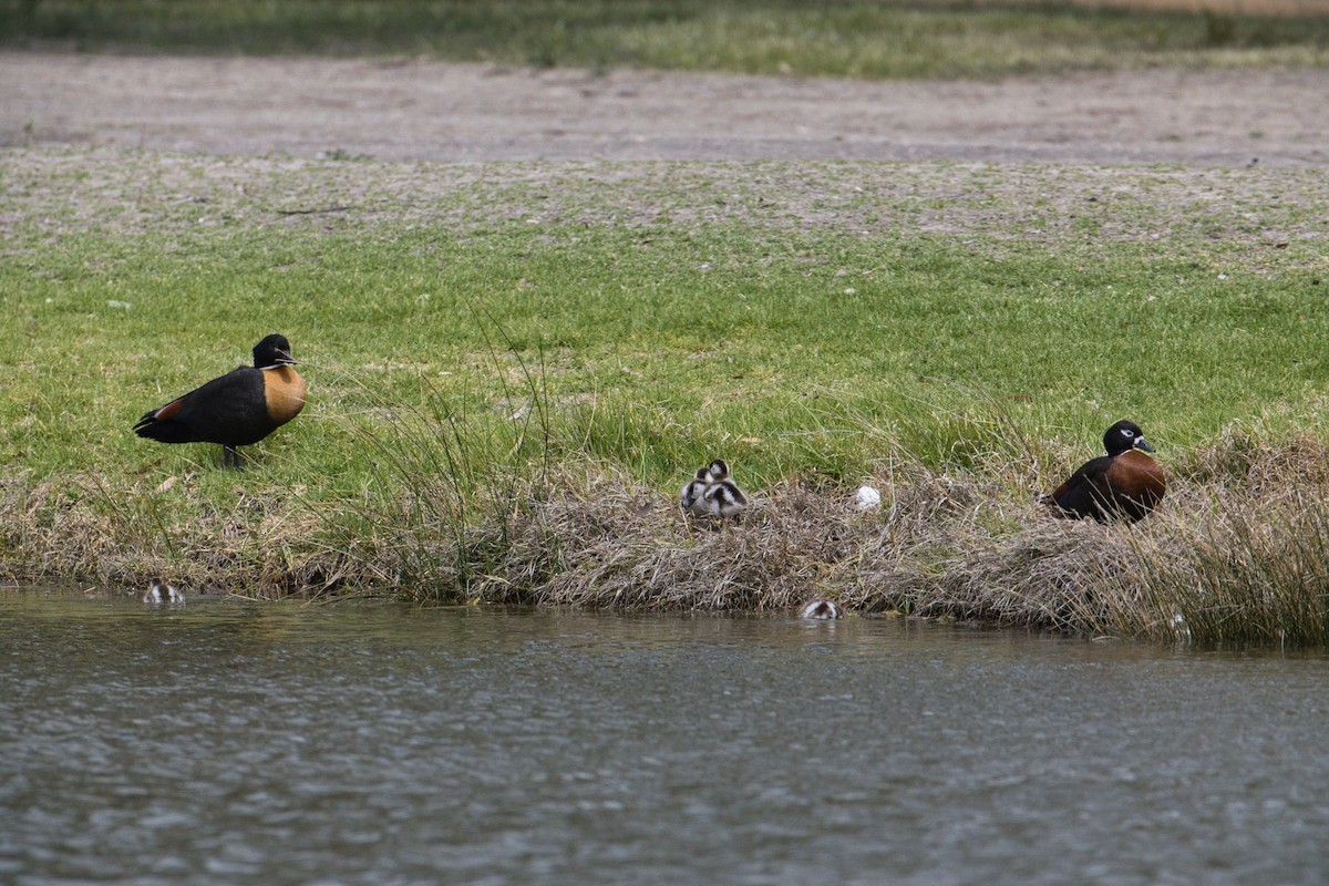 Australian Shelduck - ML642894990