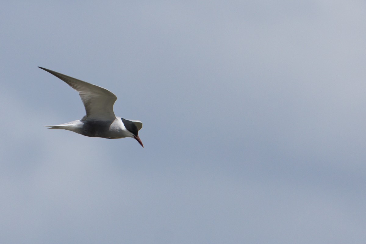 Whiskered Tern - ML642894993