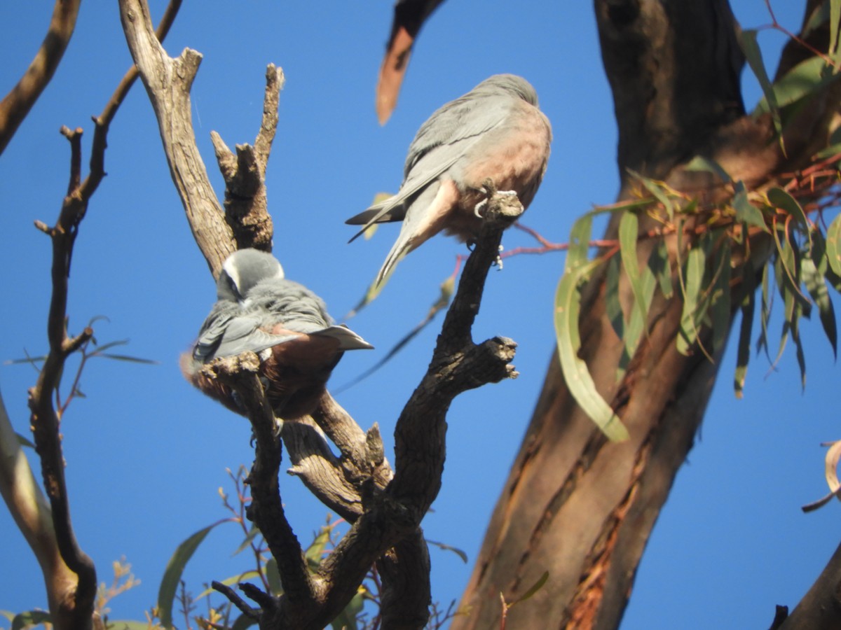 White-browed Woodswallow - ML642894994