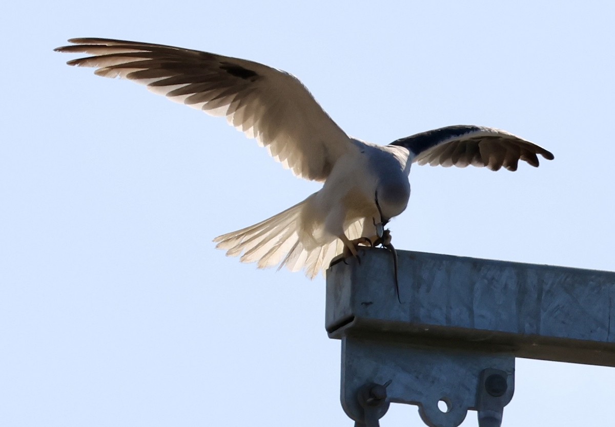 Black-shouldered Kite - ML642894995