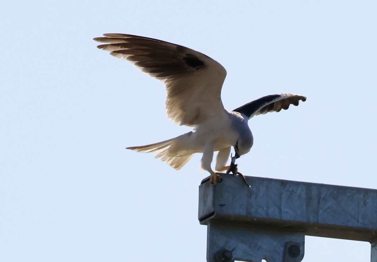 Black-shouldered Kite - ML642894996