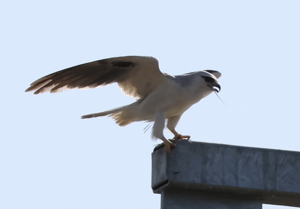 Black-shouldered Kite - ML642894997