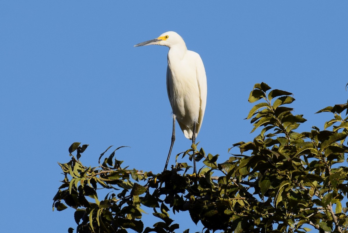 Snowy Egret - ML642895003