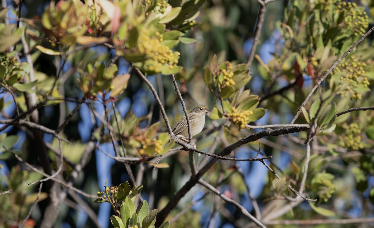 Golden-crowned Sparrow - ML642895004