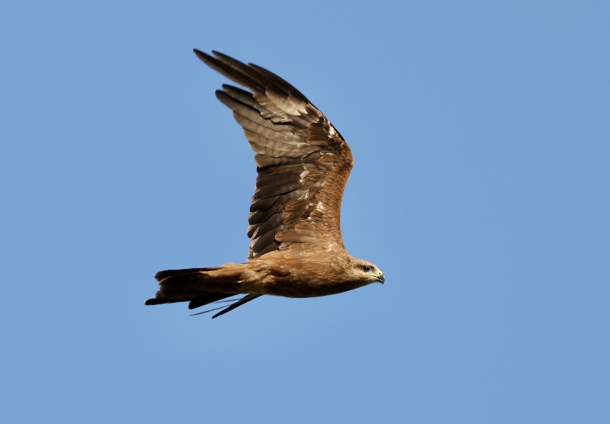 Black Kite - ML642895005