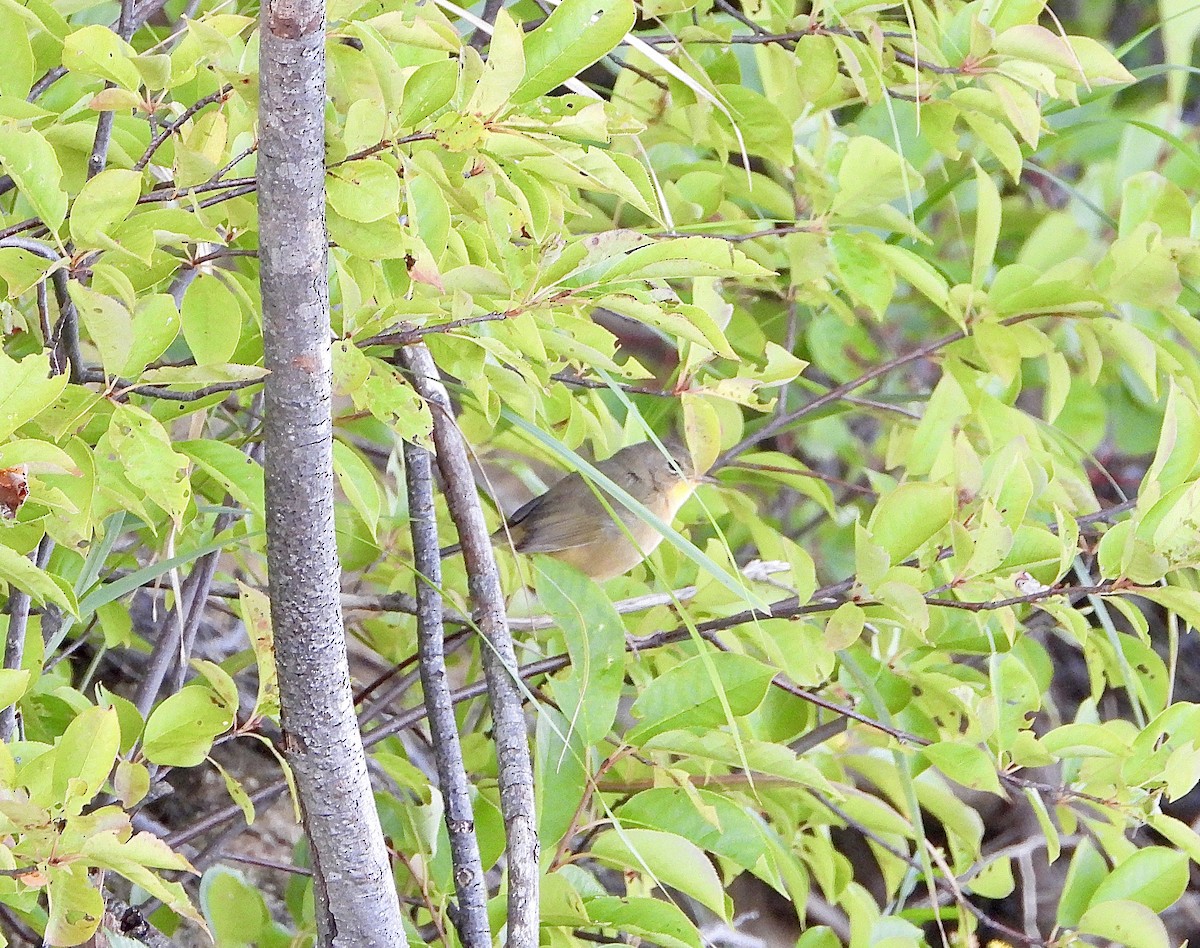 Common Yellowthroat - ML642895006