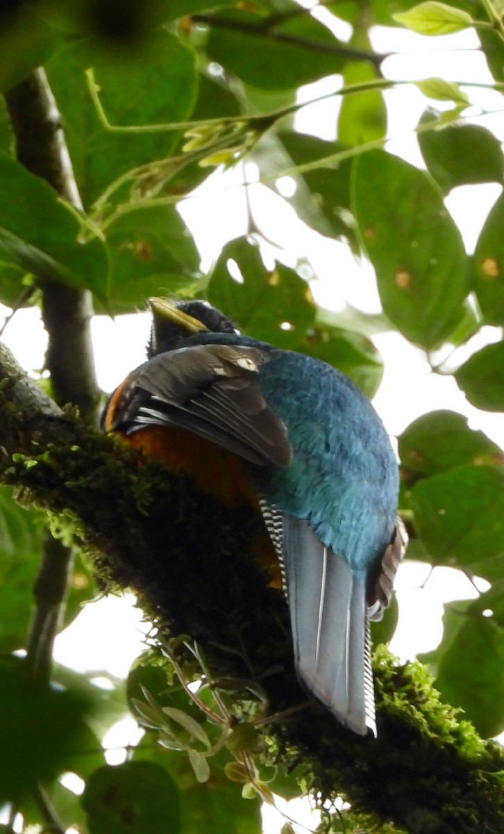 Collared Trogon - ML642895007