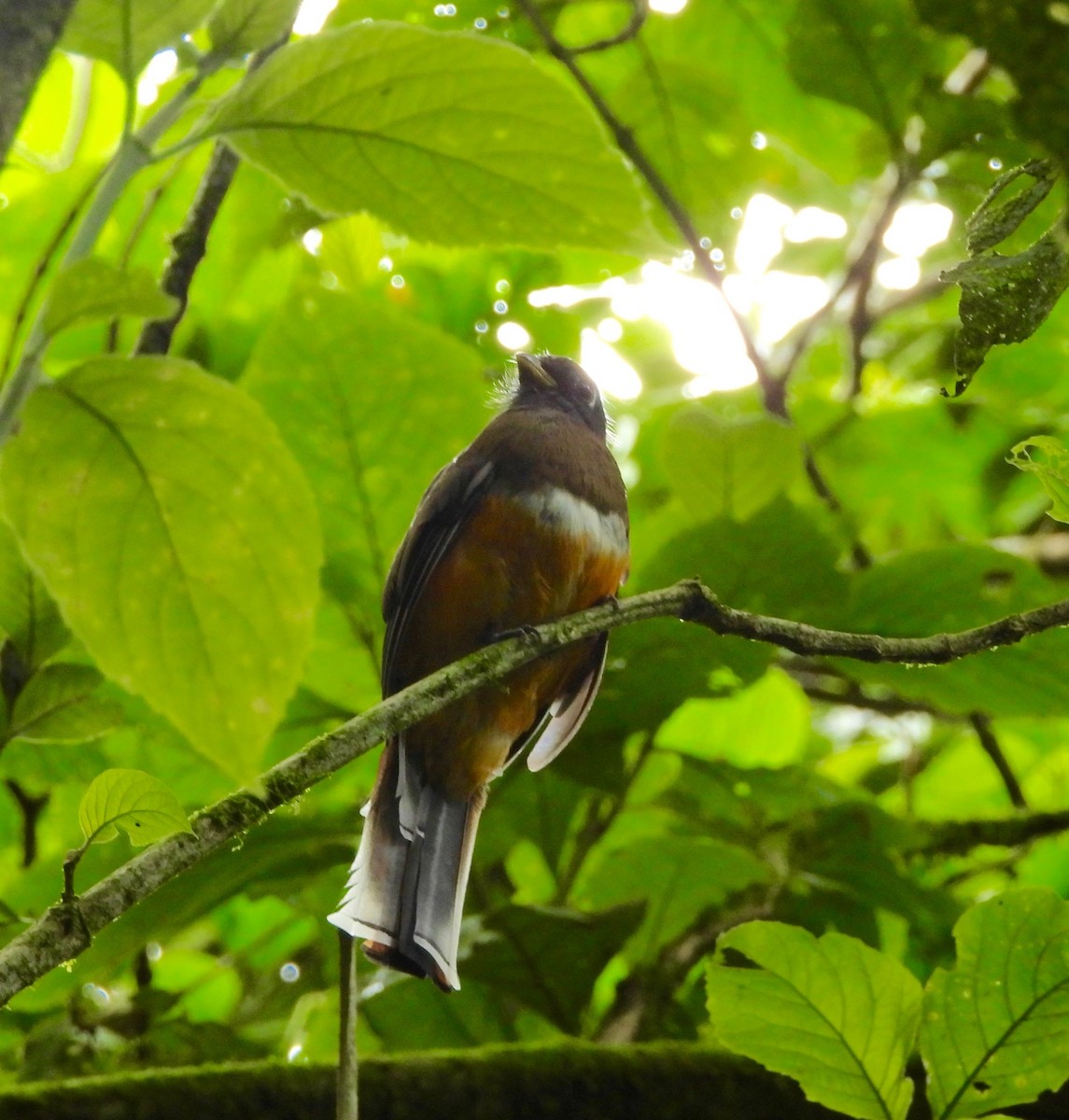 Collared Trogon - ML642895008