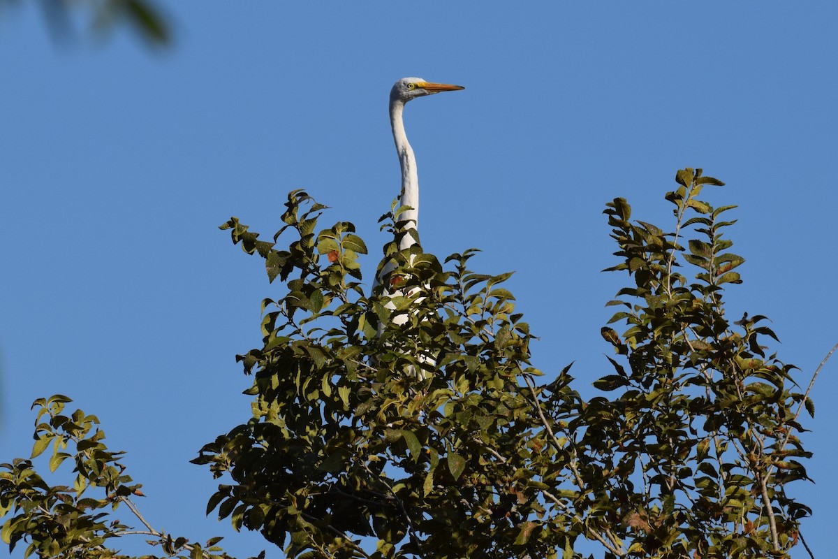 Great Egret - ML642895010