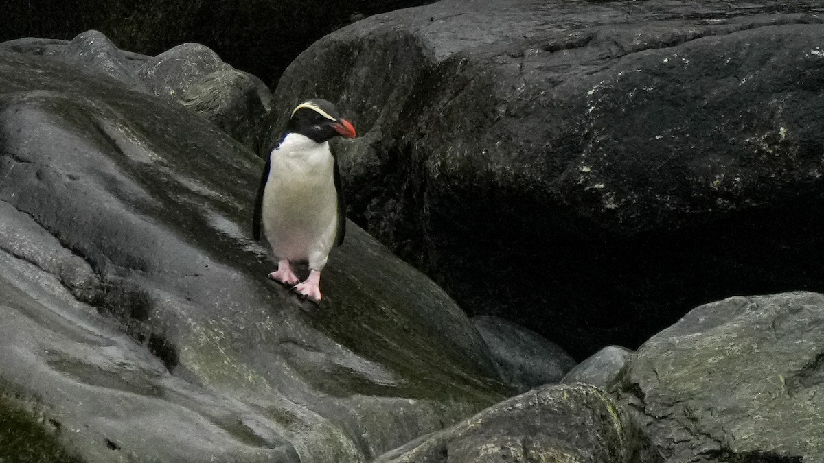 Fiordland Penguin - ML642895011