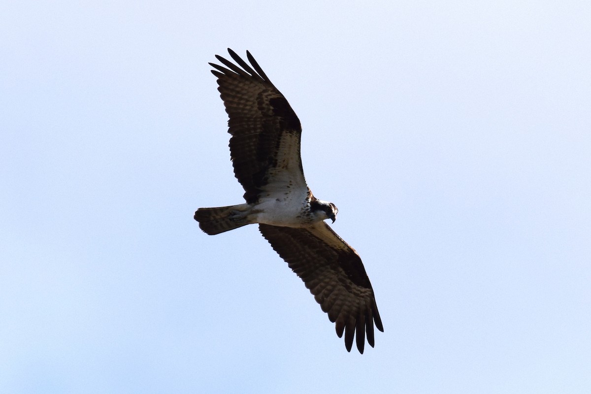 Osprey - ML642895013