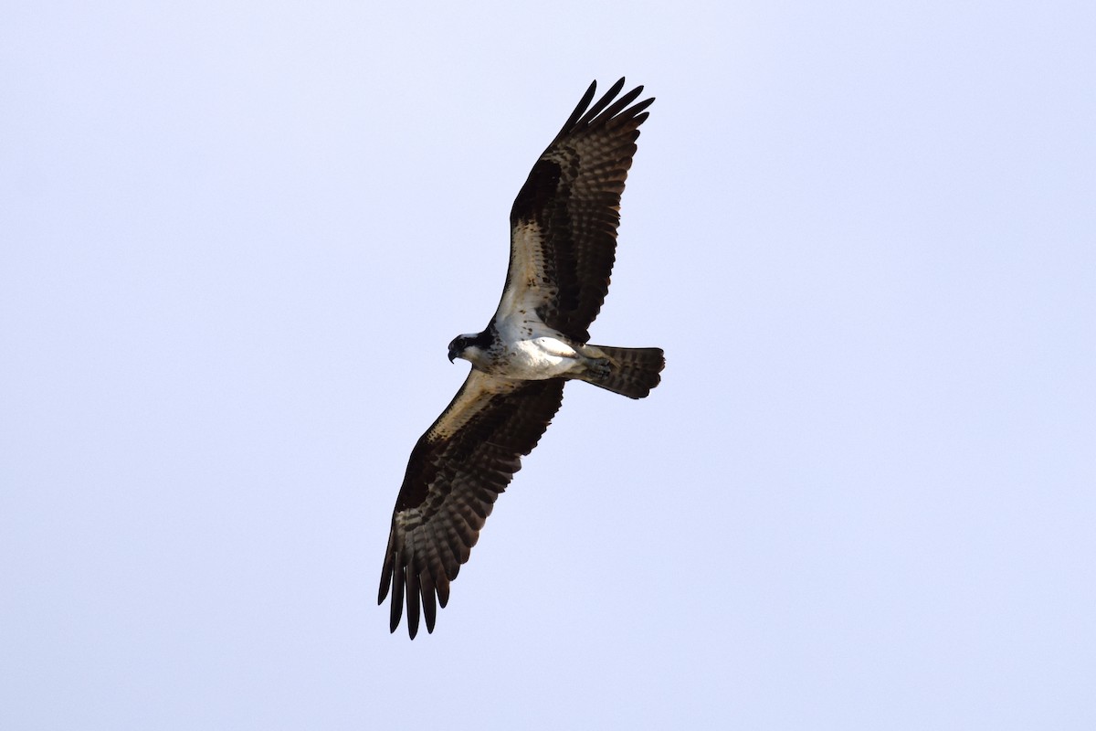 Osprey - ML642895014