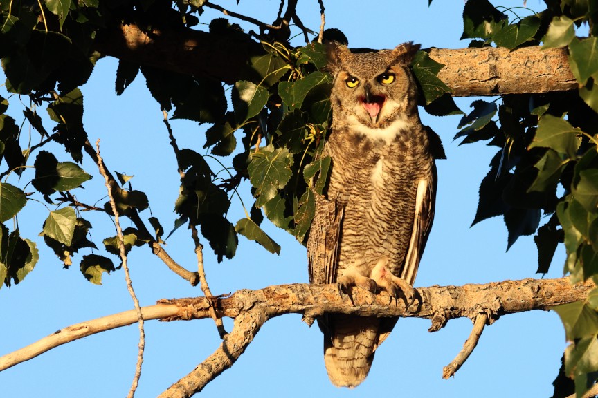 Great Horned Owl - ML642895015