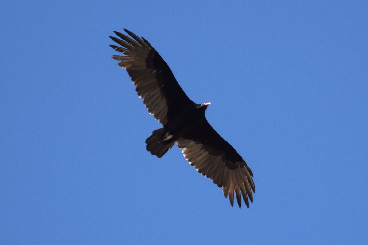 Turkey Vulture - ML642895018