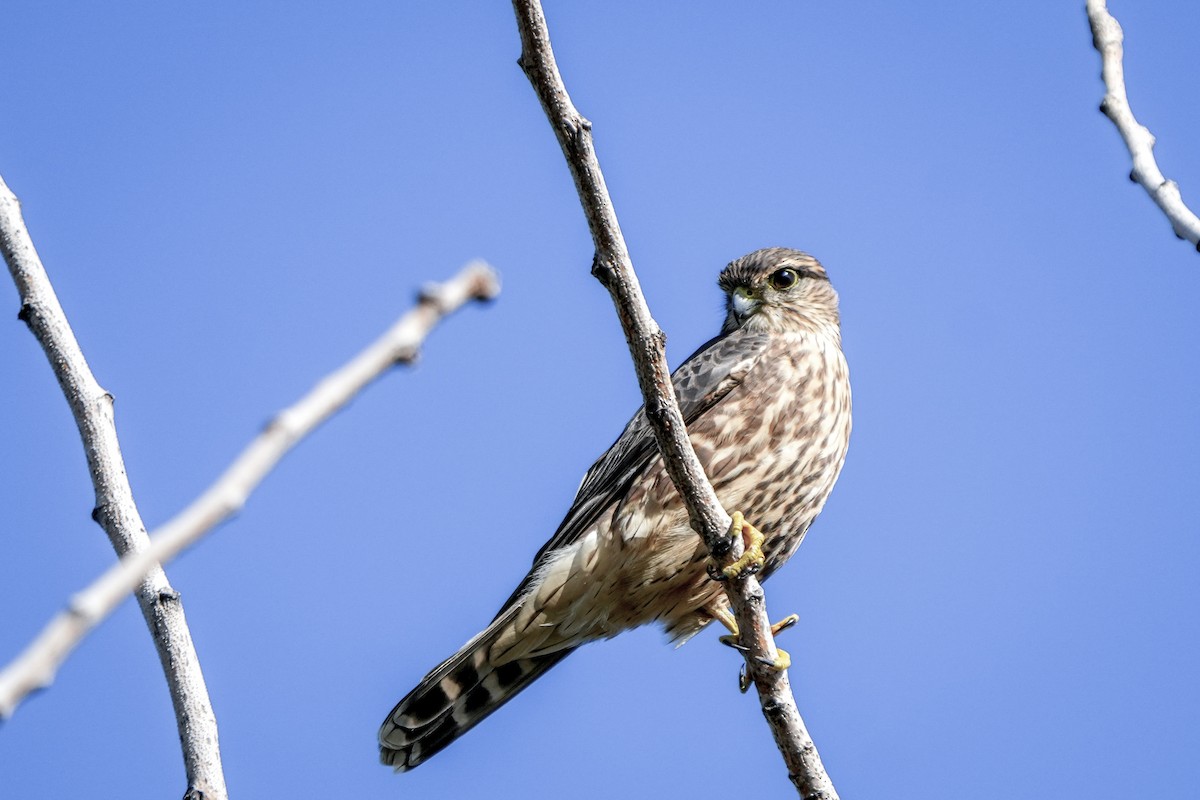 Merlin - ML642895021