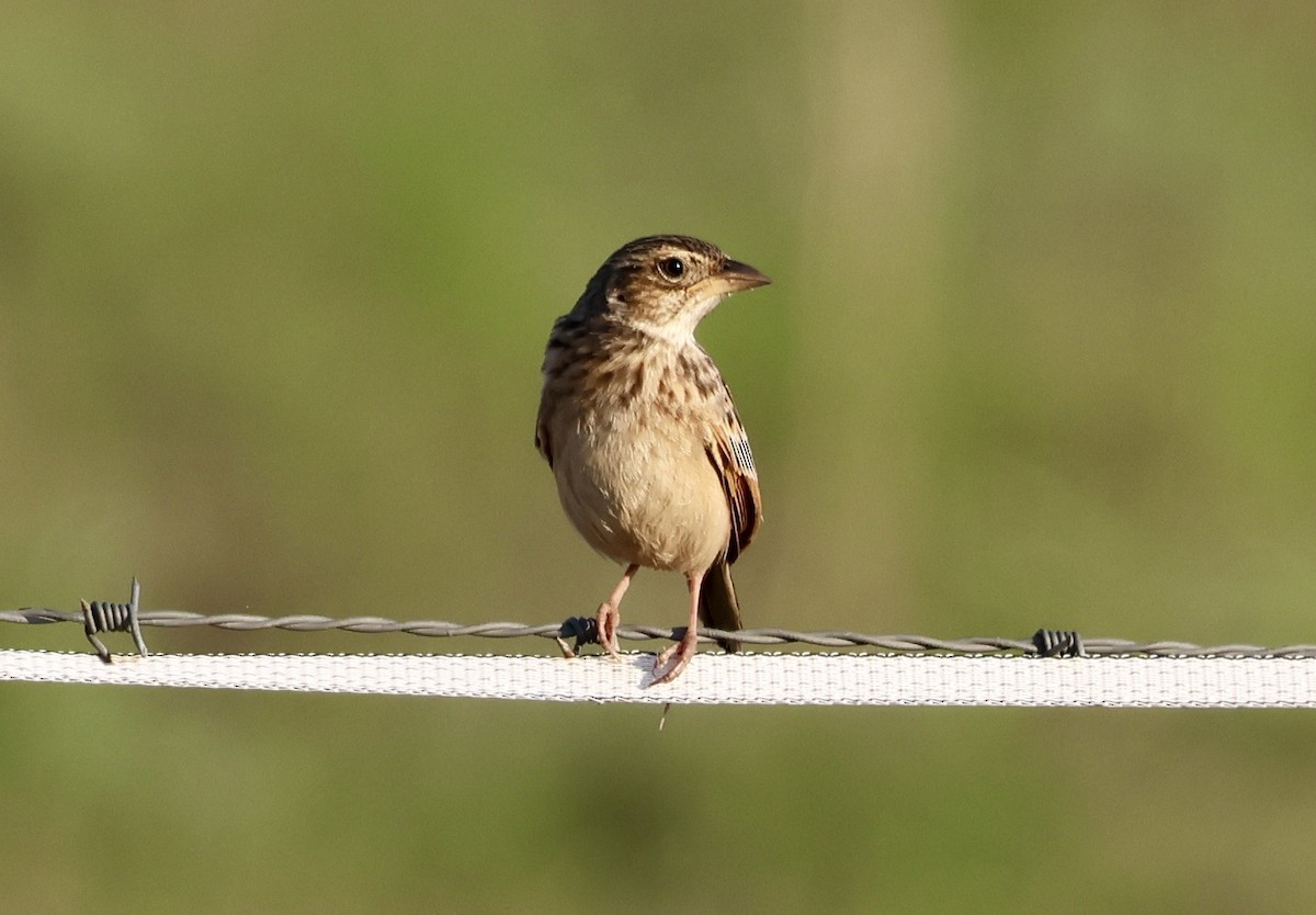 Singing Bushlark - ML642895022