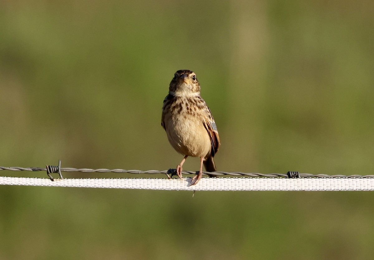 Singing Bushlark - ML642895023