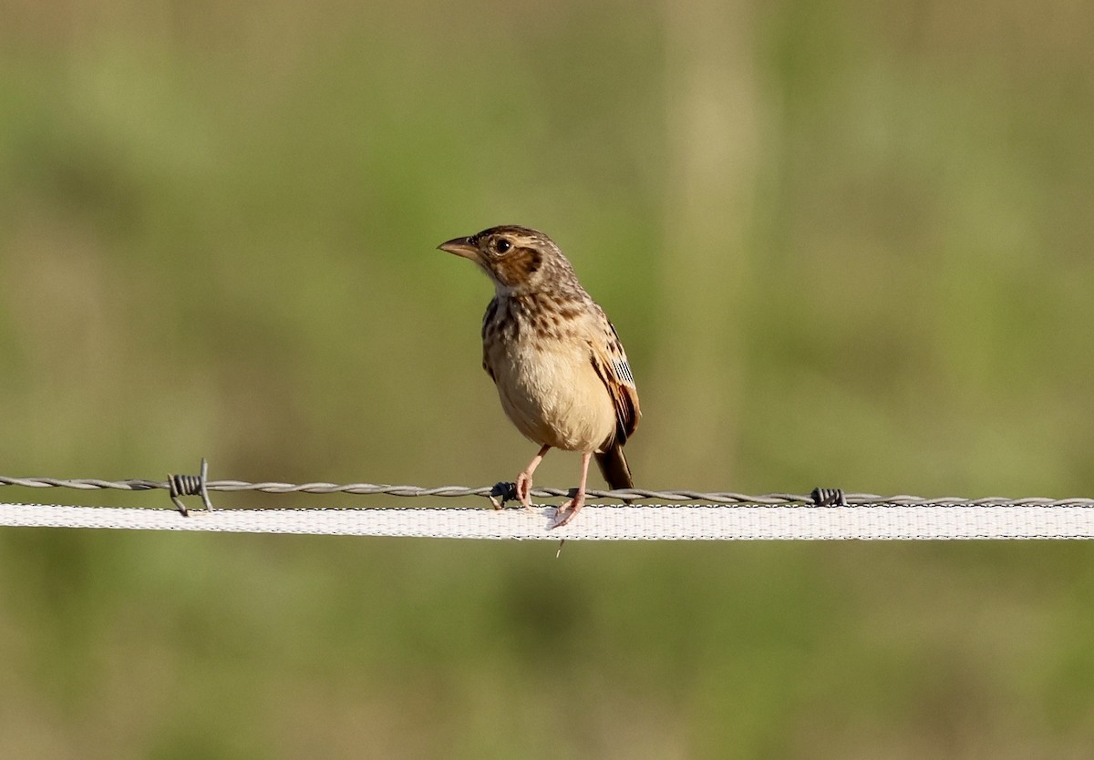 Singing Bushlark - ML642895024