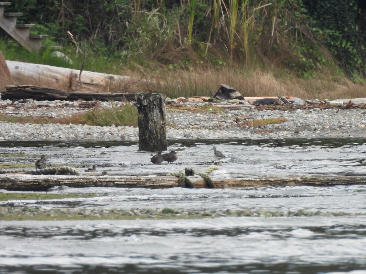 Greater Yellowlegs - ML642895025