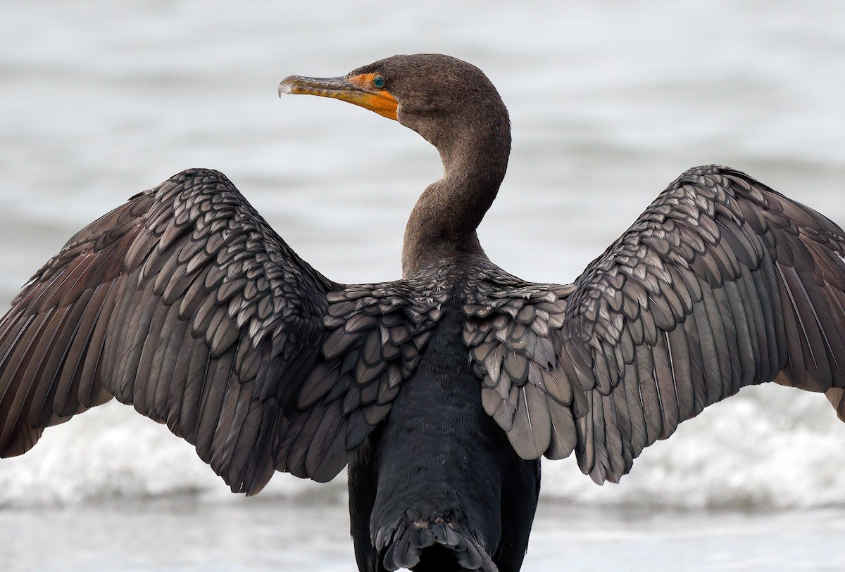 Double-crested Cormorant - ML642895034