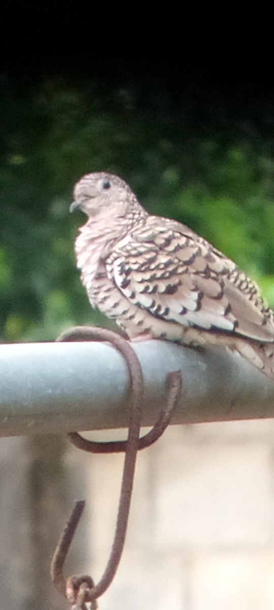 Scaled Dove - ML642895059