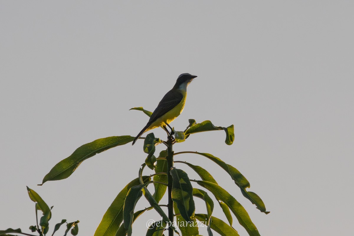 Social Flycatcher - ML642895084
