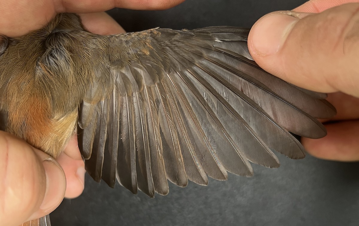 Micronesian Rufous Fantail (Marianas) - ML642895085