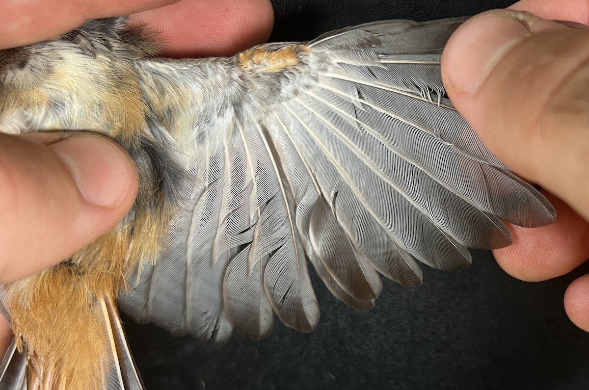 Micronesian Rufous Fantail (Marianas) - ML642895086