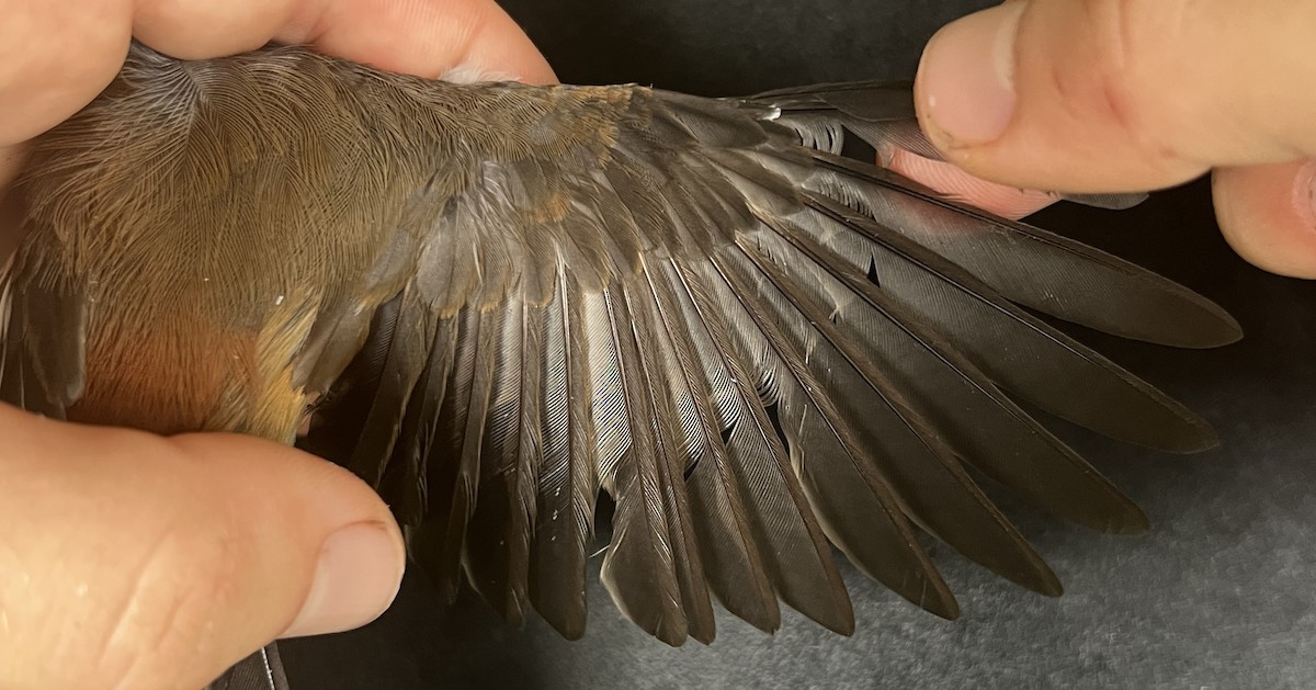 Micronesian Rufous Fantail (Marianas) - ML642895087