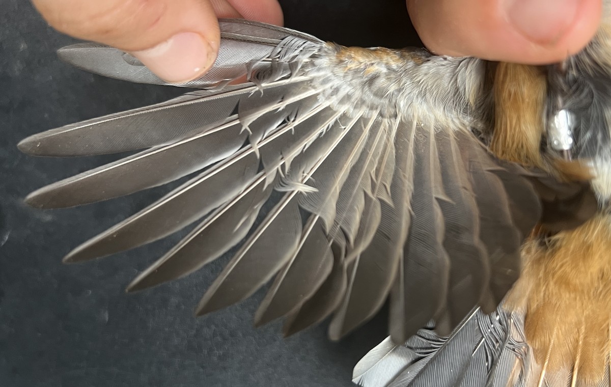 Micronesian Rufous Fantail (Marianas) - ML642895088