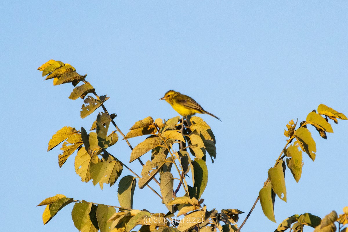 Golden Vireo - ML642895093