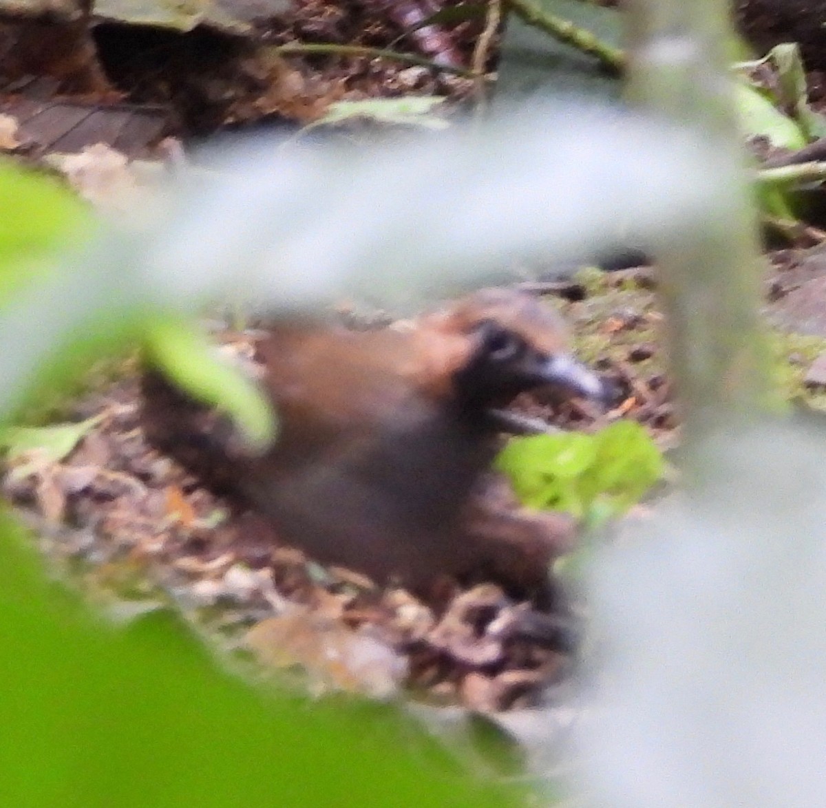 Black-faced Antthrush - ML642895094