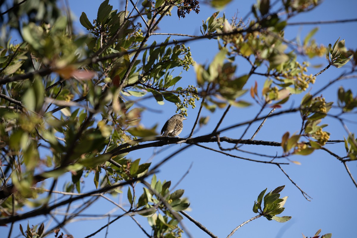 Golden-crowned Sparrow - ML642895097