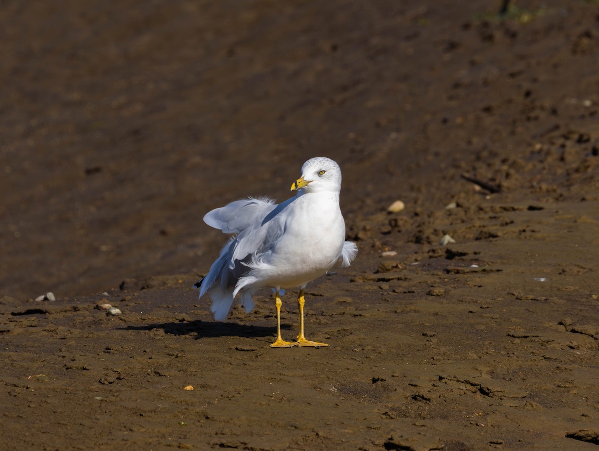 Ring-billed Gull - ML642895103
