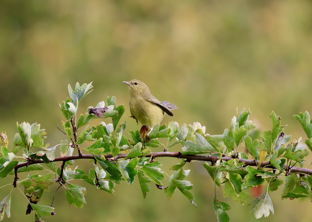 Orange-crowned Warbler - ML642895104