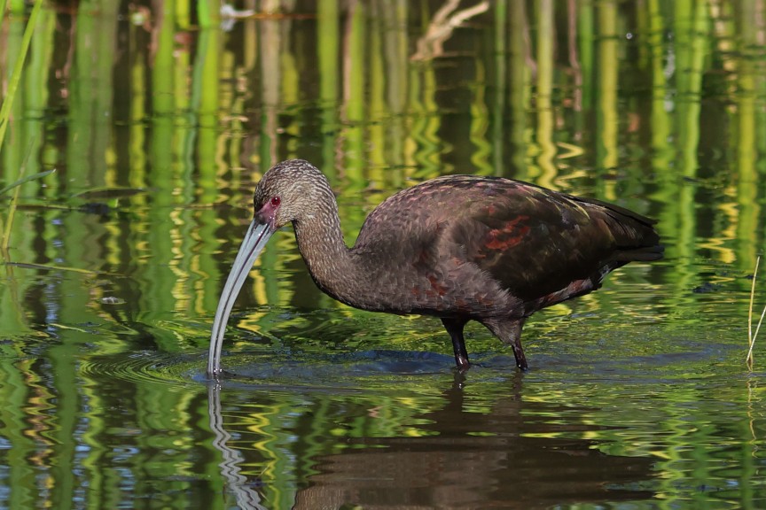 White-faced Ibis - ML642895105