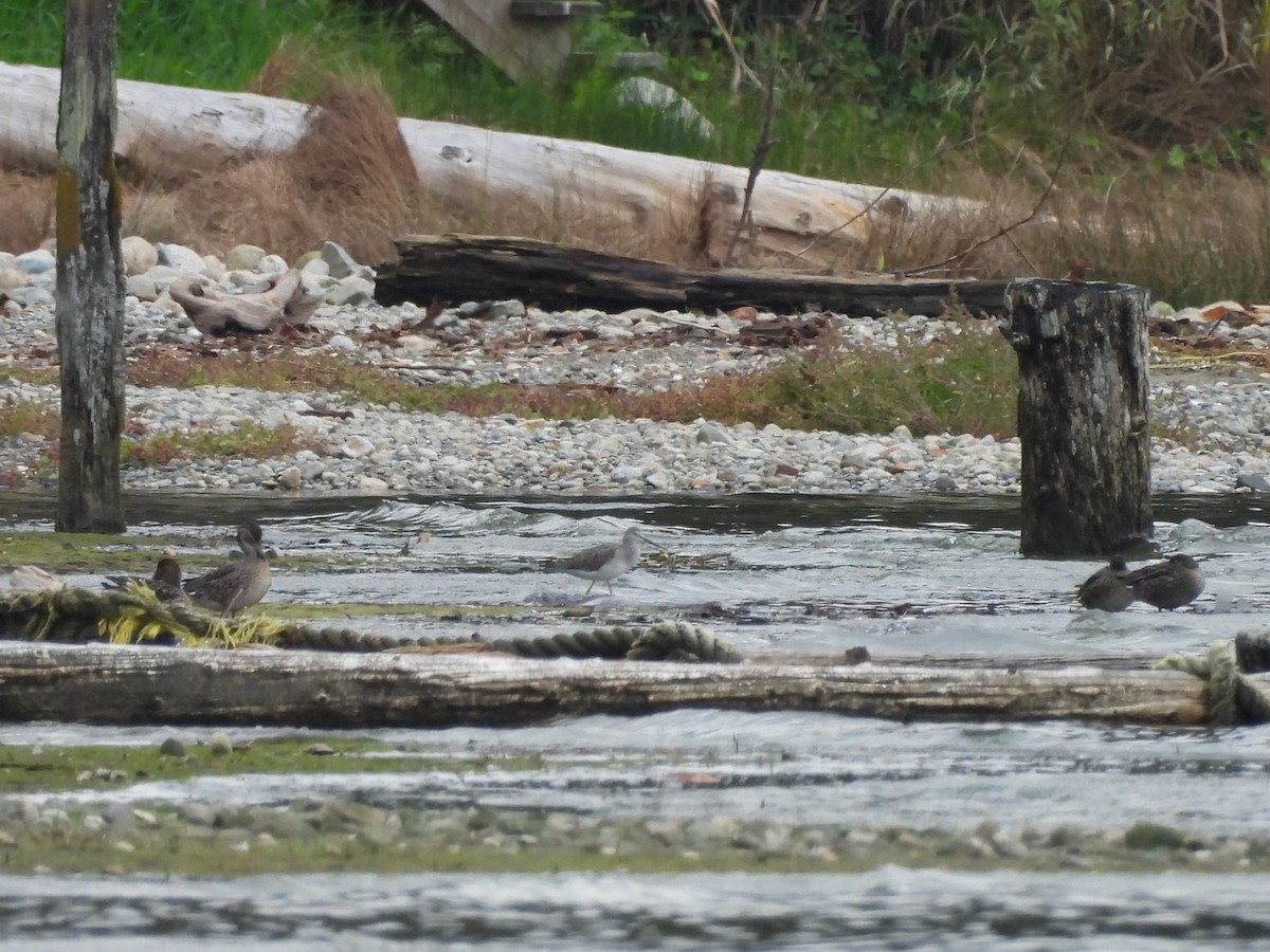 Greater Yellowlegs - ML642895106