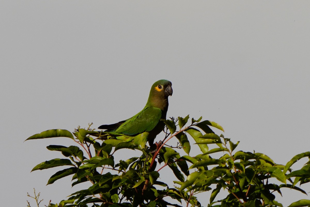 Brown-throated Parakeet - ML642895107