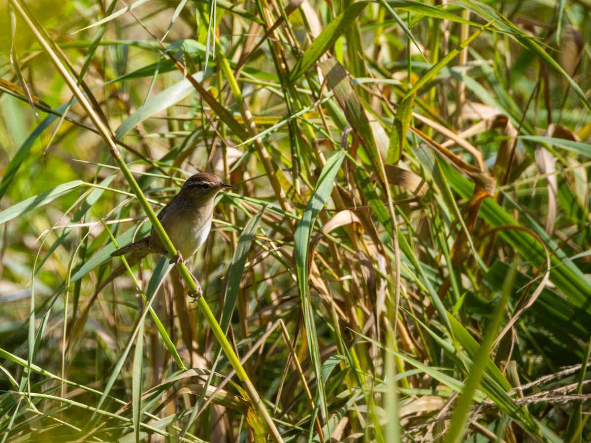 Marsh Wren - ML642895123