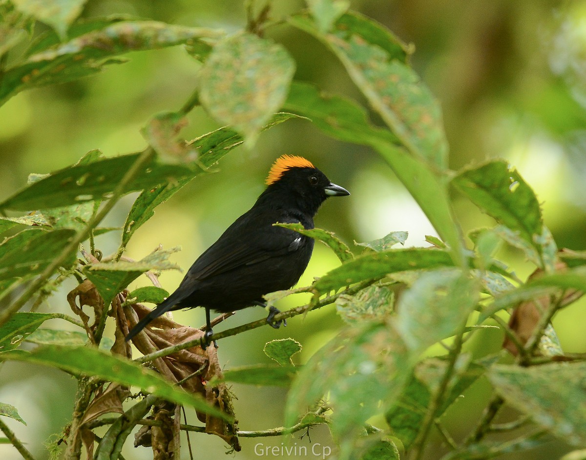 Tawny-crested Tanager - ML642895125