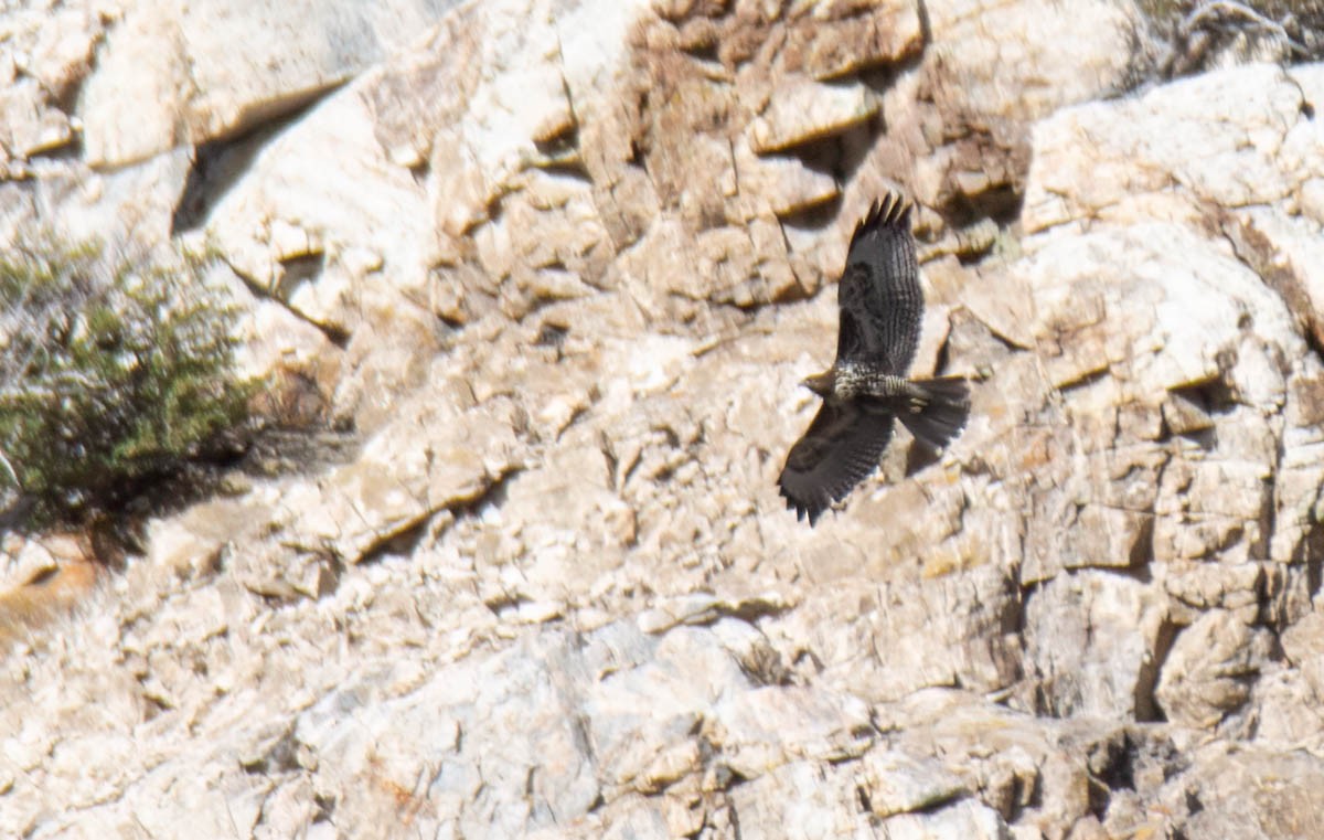 Red-tailed Hawk - ML642895128