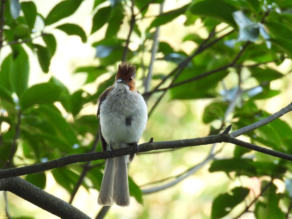 Bulbul marron - ML642895131